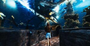 St Paul's Bay: Malta National Aquarium Entry Ticket - The walk-through tunnel: the main tank’s best moment